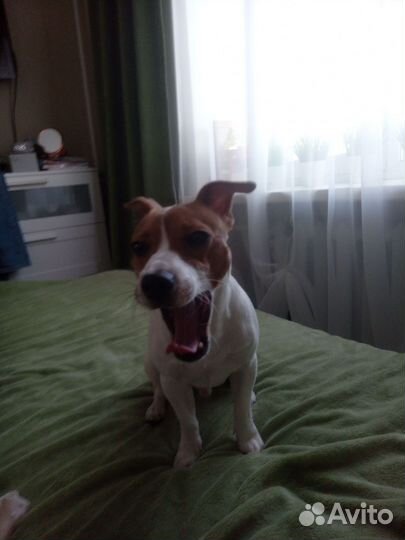 Вязка джек Рассел терьер