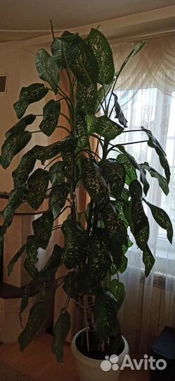 Диффенбахия