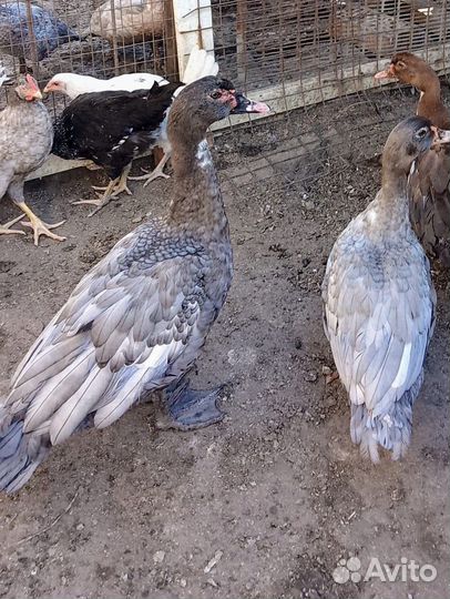 Мускусные утки на племя