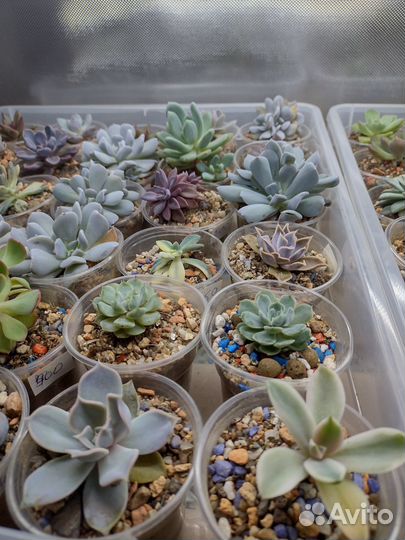 Котиледоны,крассулы, Аихризоны