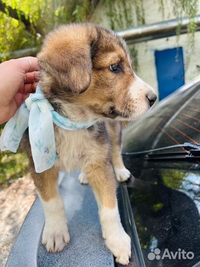 Щенок мальчик