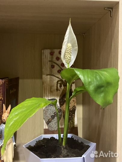 Спатифиллум