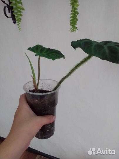 Филодендрон веррукозум