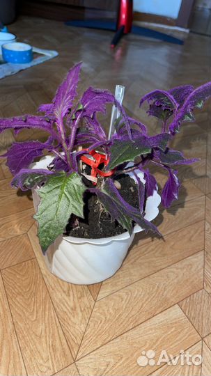 Гинура - необычный фиолетовый цветок