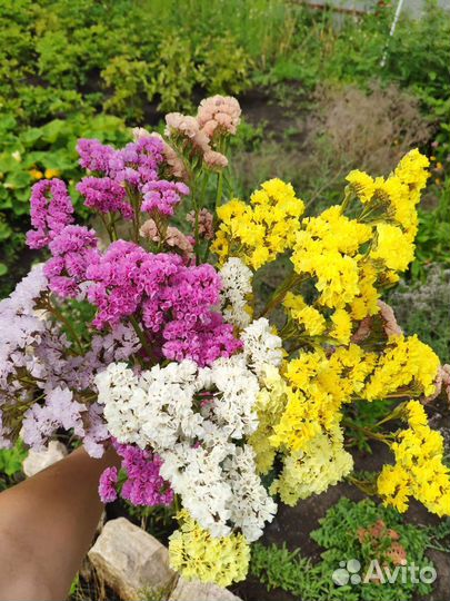 Букет сухоцветы статица