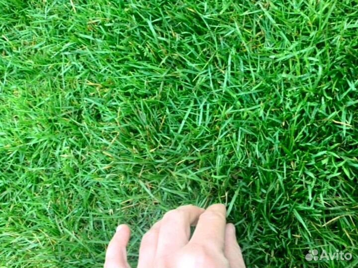 Рулонный газон 
