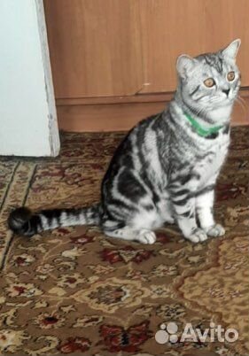 Британский кот