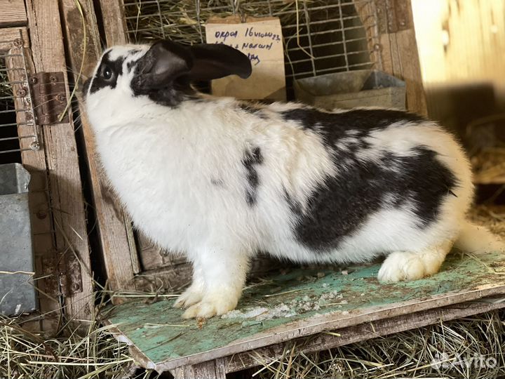 Мясо домашнего кролика