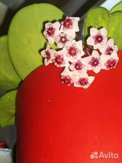 Хойя обовата вариегатная