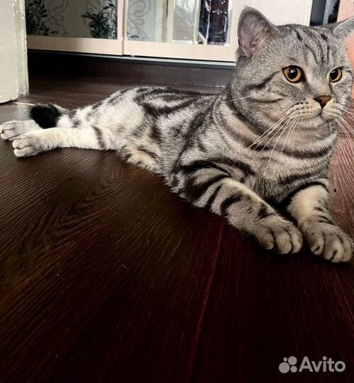 Шотландский кот вязка