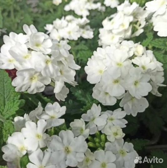 Вербена еврочеренок вегетативная СПб