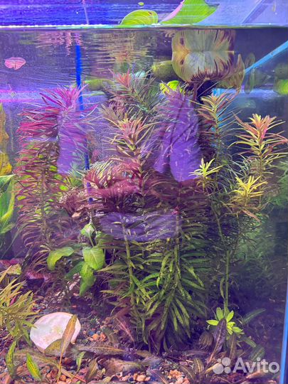 Эхинодорус рубин, людвигия ароматика