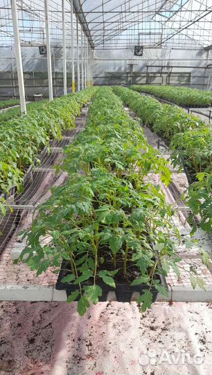 Рассада томатов