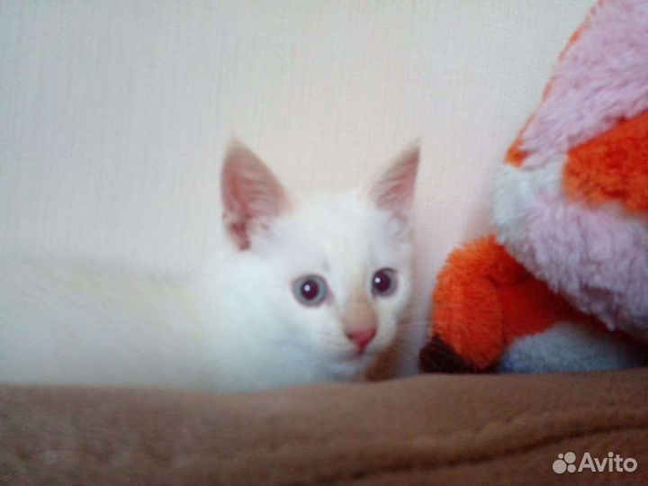 Котик беленький