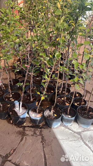 Плодовые саженцы в горшках оптом