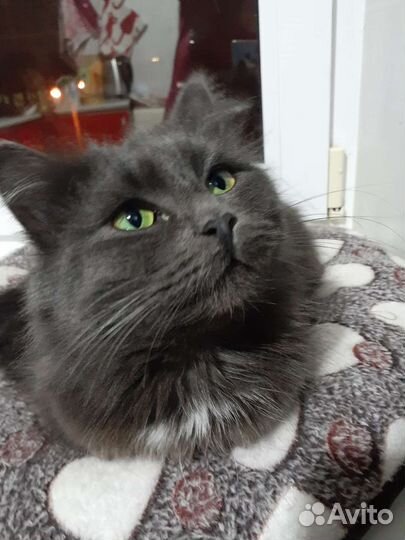 Кошка