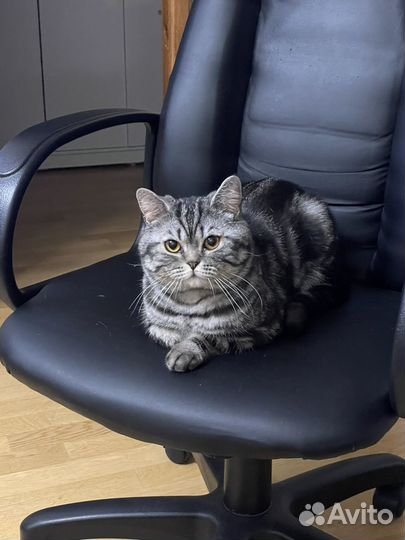 Вязка с шотландским котом