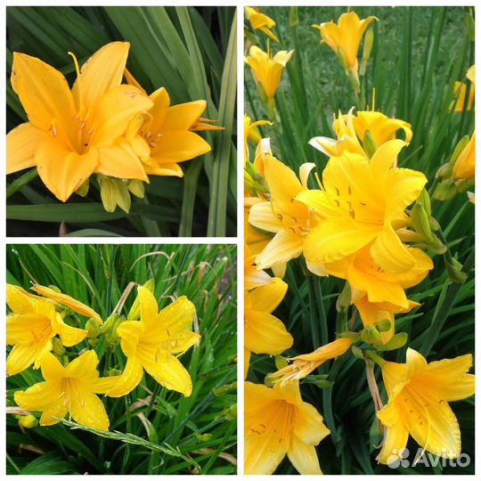 Тысячелистник, лилейники и др