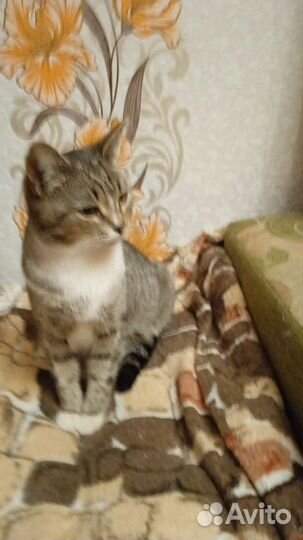 В добрые руки