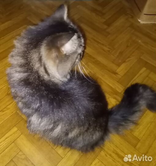 Взрослая кошка в добрые руки