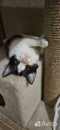 Котенок антистресс