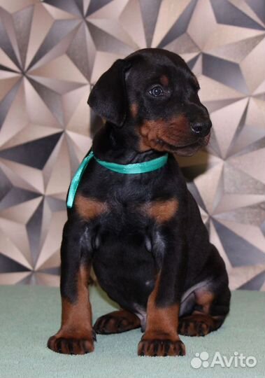 Щенки добермана