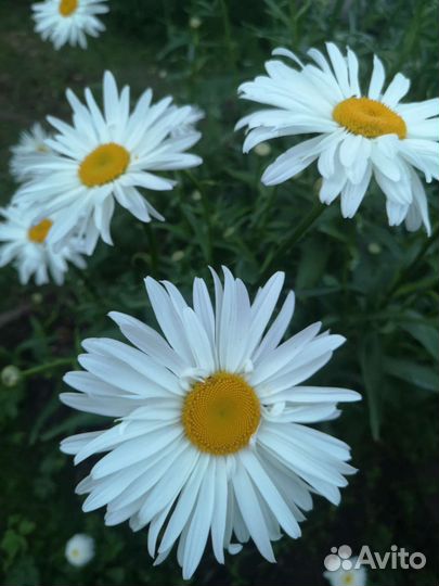 Очень крупная ромашка