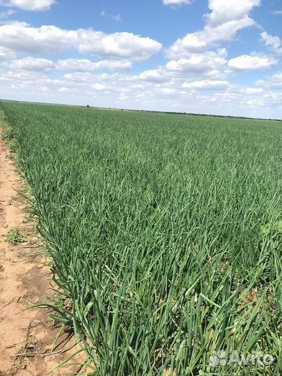 Лук репчатый оптом