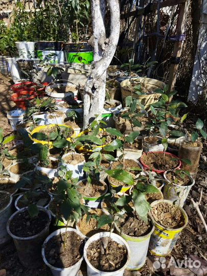 Лавровое дерево