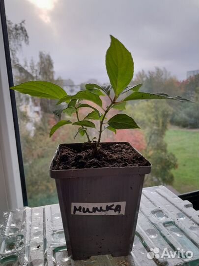 Гортензия метельчатая черенки