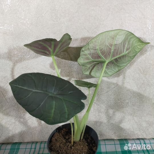 Алоказия махарани