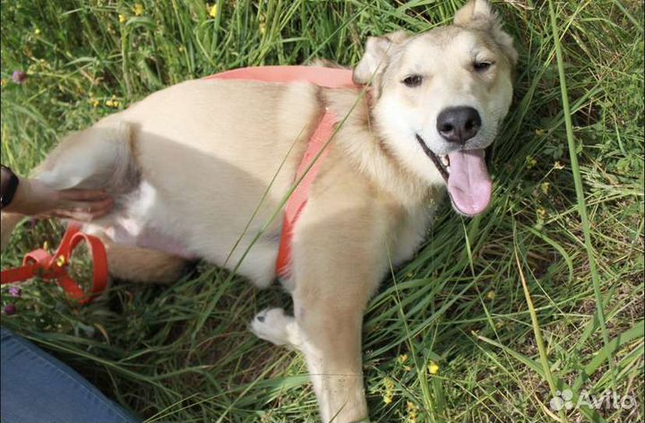 Собака в добрые руки отдам бесплатно