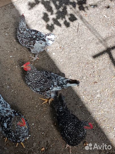 Петушки 6 месяцев