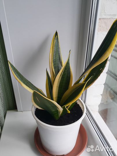 Щучий хвост