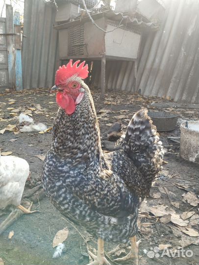 Молодые петухи