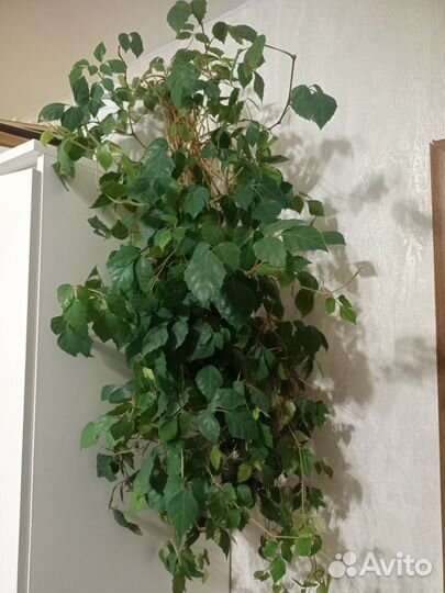 Комнатные цветы березка