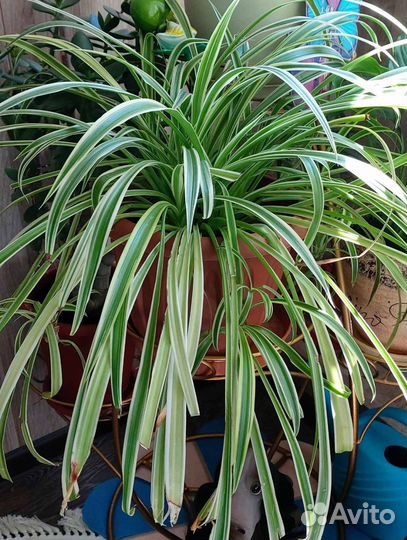 Хлорофитум