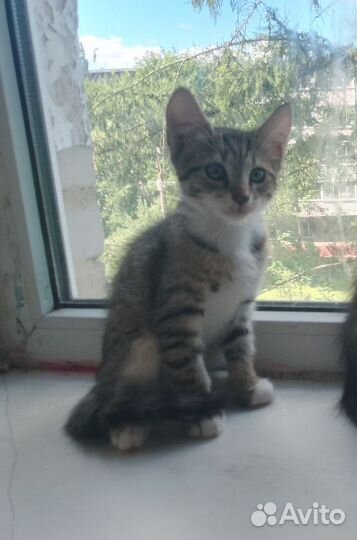 Котята