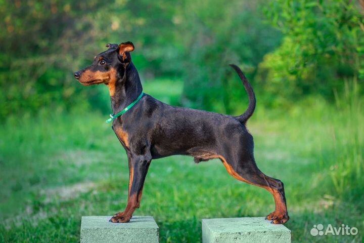 Кобель цвергпинчер щенки