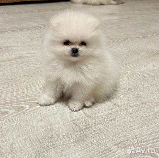 Щенки шпица мини