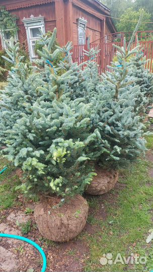 Ель Супер Блю