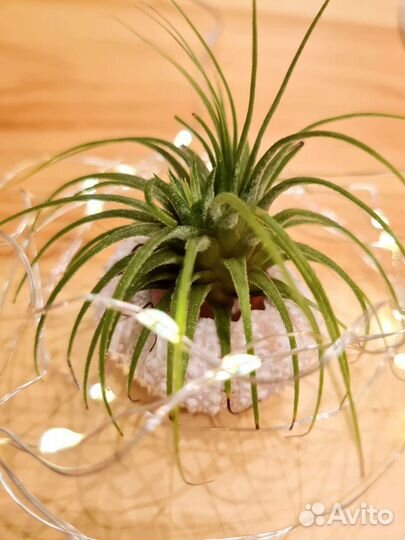 Тилландсия атмосферная