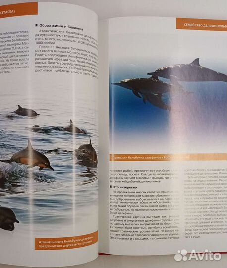 Красная книга России. Новая книга