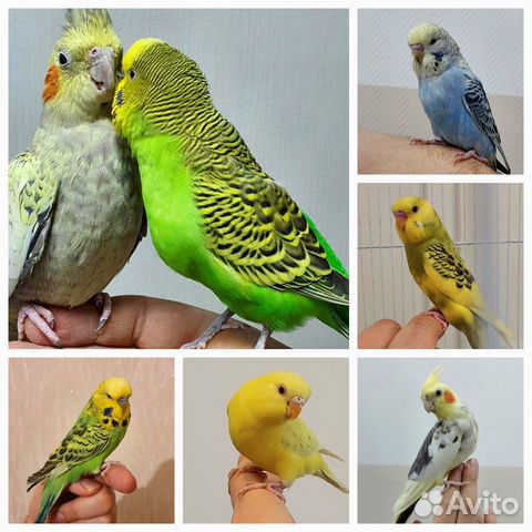 Попугай птенец ручной волнистый чех карелла
