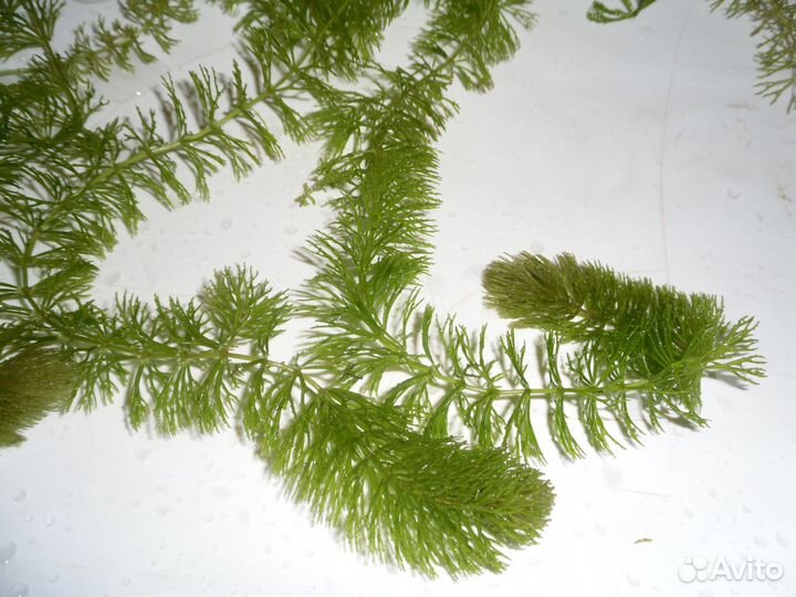 Роголистник