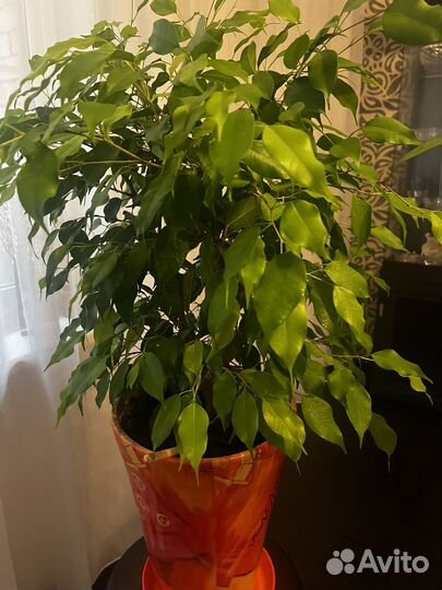 Фикус бенджамина, 70 см