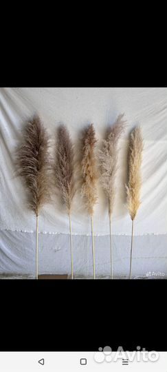 Пампасная трава