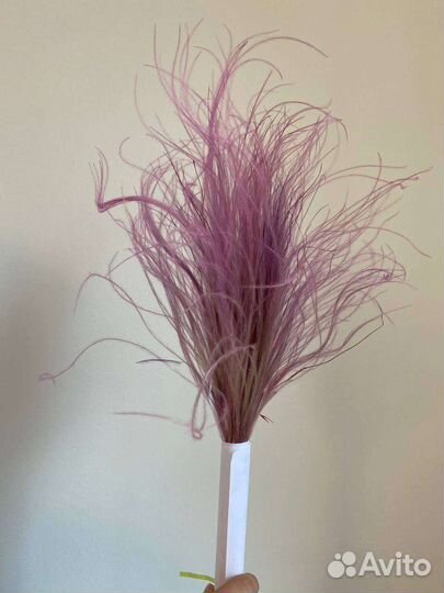 Окрашенная Стифа сухоцвет опт