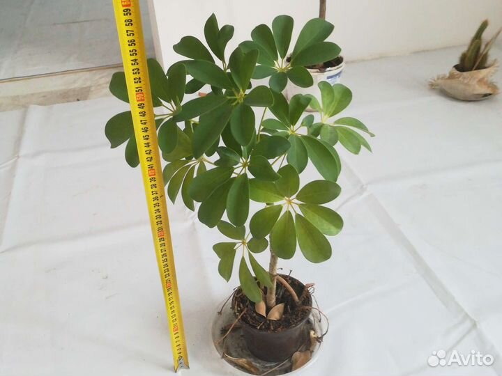 Домашние цветы