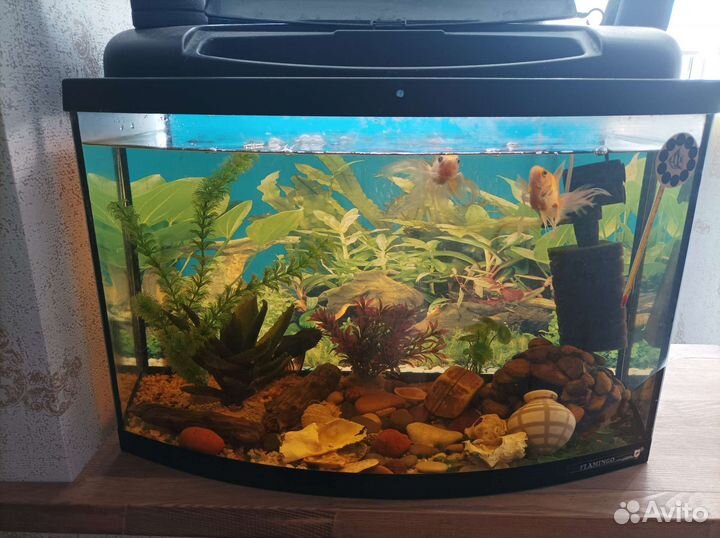 Аквариум с рыбами